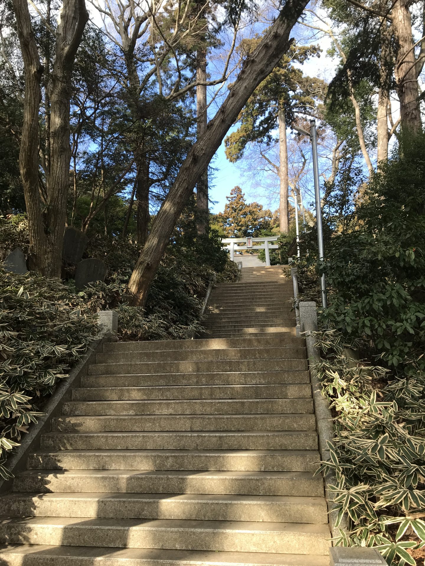 阿夫利神社経路